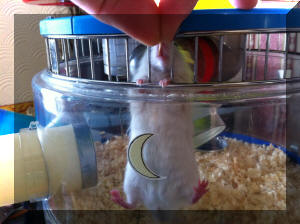 Monaro begs for, and gets, a treat at the bars