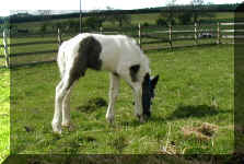 exploring the paddock