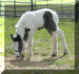 mmmm hay!