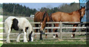 duh, what's this piebald thing?