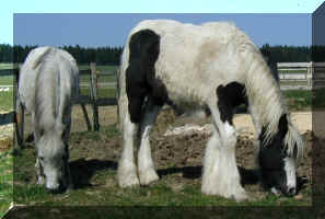 hotblood pony, coldblood pony - caspian and gypsy