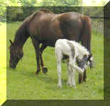 foals can pick their noses too!