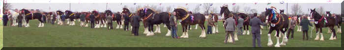 shire stallions at Peterborough 2002
