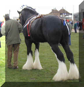 shire stallion Trofarth Cymro