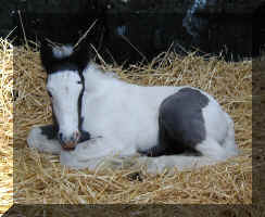 one week old