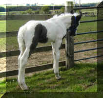 investigating the paddock