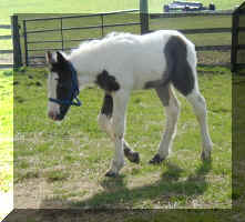 ambling round the paddock