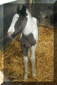 Bish's Baby Blues - 1 week old