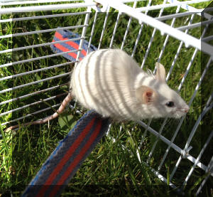 Monaro Mouse playing outdoors in the security of the play cage top, balancing on his tightrope